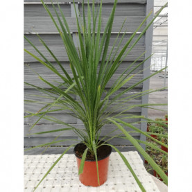 Cordyline Dracena Indivisa Vert