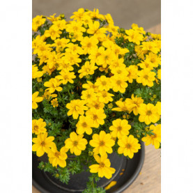 Bidens Eldoro Yellow Charm Semi Compact