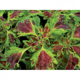 Coleus Bt De Metz Panache-wisley Tapestry