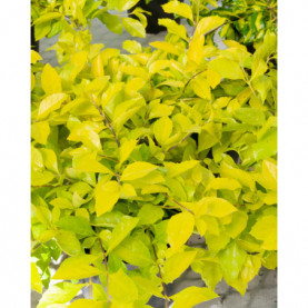 Duranta Lime