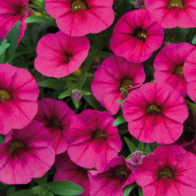 Calibrachoa Calitastic Purple Rain Rose Foncé