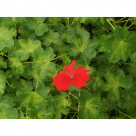 Géranium Balcon Décora Imperial Rouge