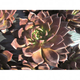 Echeveria Prince Noir