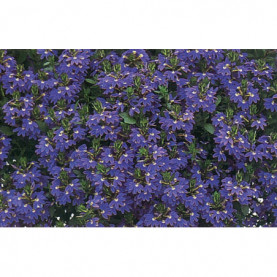 Scaevola Bleu