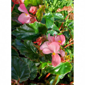 Begonia Pretty Flamingo