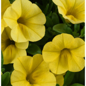 Calibrachoa Colibri Yellow Canary