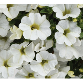 Calibrachoa Colibri Blanc Pur