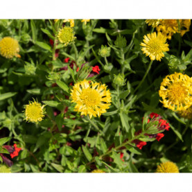 Gaillarde Plume Jaune