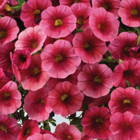 Calibrachoa Colibri Malibu Pink Rose Vif Coeur Fonce