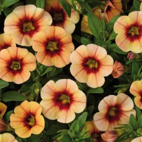 Calibrachoa Eyeconic Sunset Peche Coeur Fonce