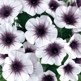 Petunia Crasytunia Black And White Blanc Coeur Noir