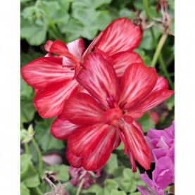 Geranium Lierre Double Mexica Ruby Bicolore Rouge