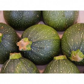 Graine De Courgette De Nice A Fruit Rond 