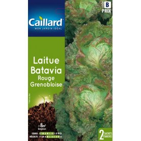 Graine De Laitue Batavia Rouge Grenobloise