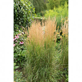 Calamagrostis Overdam