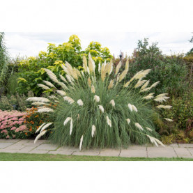 Cortaderia Seallona Pumila Herbe De La Pampa