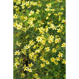 Coreopsis Bt Moon Beam