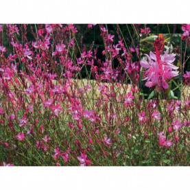 Gaura Rose