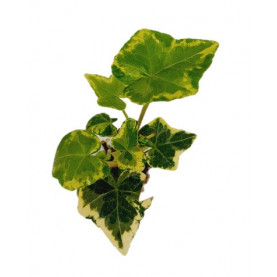 Hedera Golden Cecile Panaché Jaune Vert 