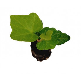 Hedera Main Hertz 