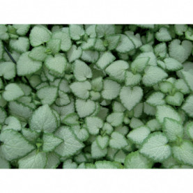 Lamium Silver White Nancy