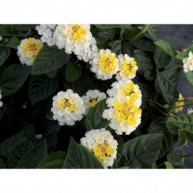 Lantana Lemon Glow Blanc Jaune