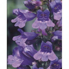 Penstemon Haevenly Blue