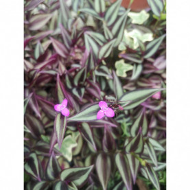 Tradescantia Zebrina 