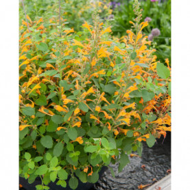 Agastache Apricot Sprite