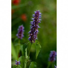 Agastache Céleste Bleu Nuit