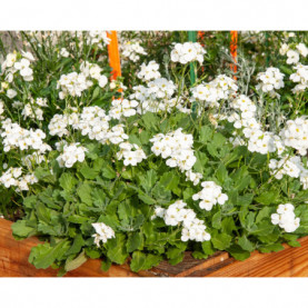 Arabis Snow Fix Corbeille D'argent