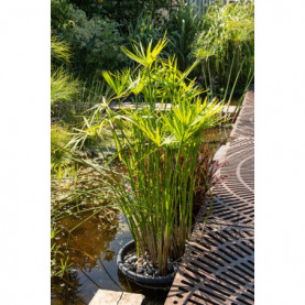 Cyperus Alternifolius Gracilis