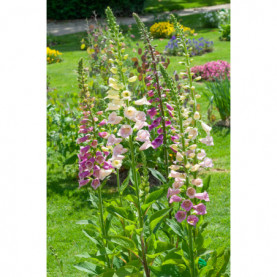 Digitalis Camelot Mélange