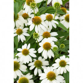 Echinacea Powwow Vild Berry Blanc