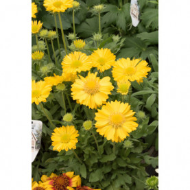 Gaillarde Mesa Jaune