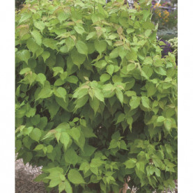 Leycesteria Formosa Jealousy