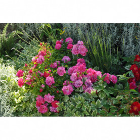 Rosier Decorosiers Emera Rose Fuchsia 