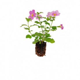 Bacopa Secrets Xxl Central Pink