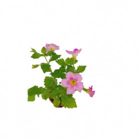 Bacopa Secrets Xxl Central Pink 