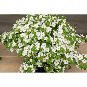 Bacopa Secrets Xxl White