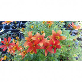 Bidens Camfire Fireburst Orange