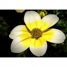 Bidens Lemon Moon Jaune Blanc