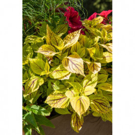 Coleus Bt Caipirinha