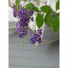 Duranta Repens Geisha Girl Bleu Blanc