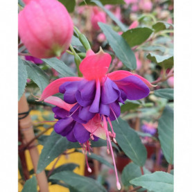 Fuchsia Winston Churchill