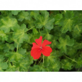 Géranium Balcon Décora Imperial Rouge