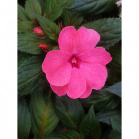 Impatiens Nouvelle Guinée Para Delias Rose