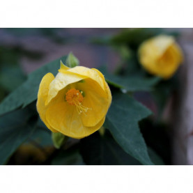 Abutilon Jaune Julia