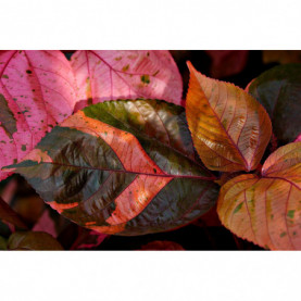 Acalypha Wilkesiana