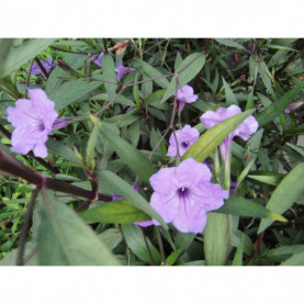 Ruellia Rio Grande